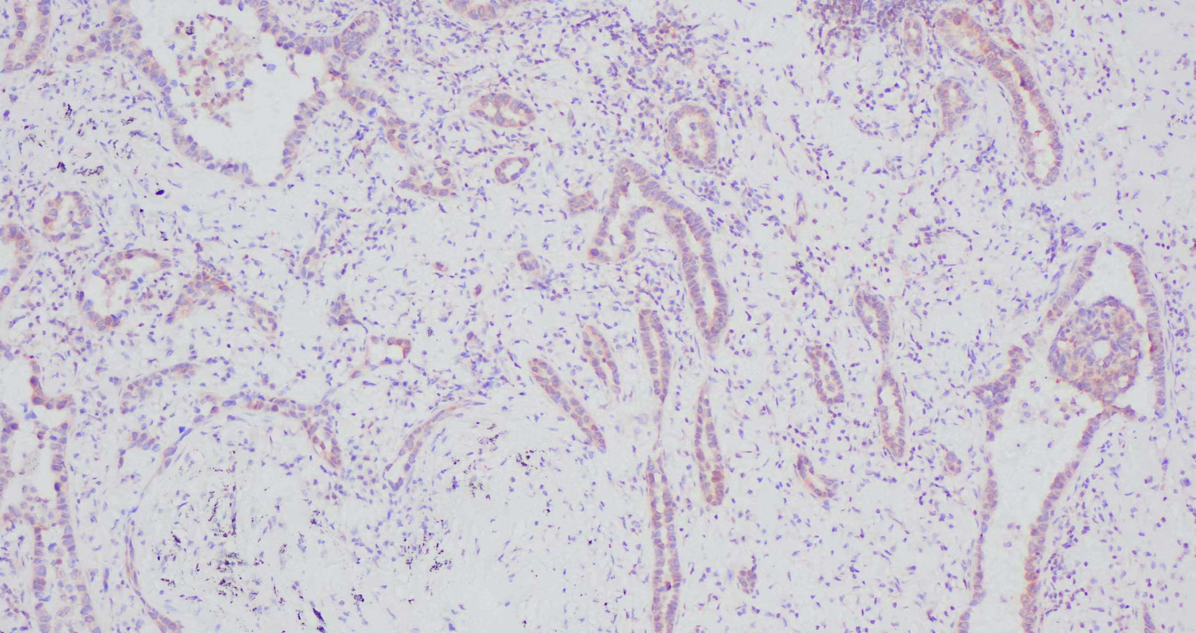 IKBA �ΰ���֯1.jpg