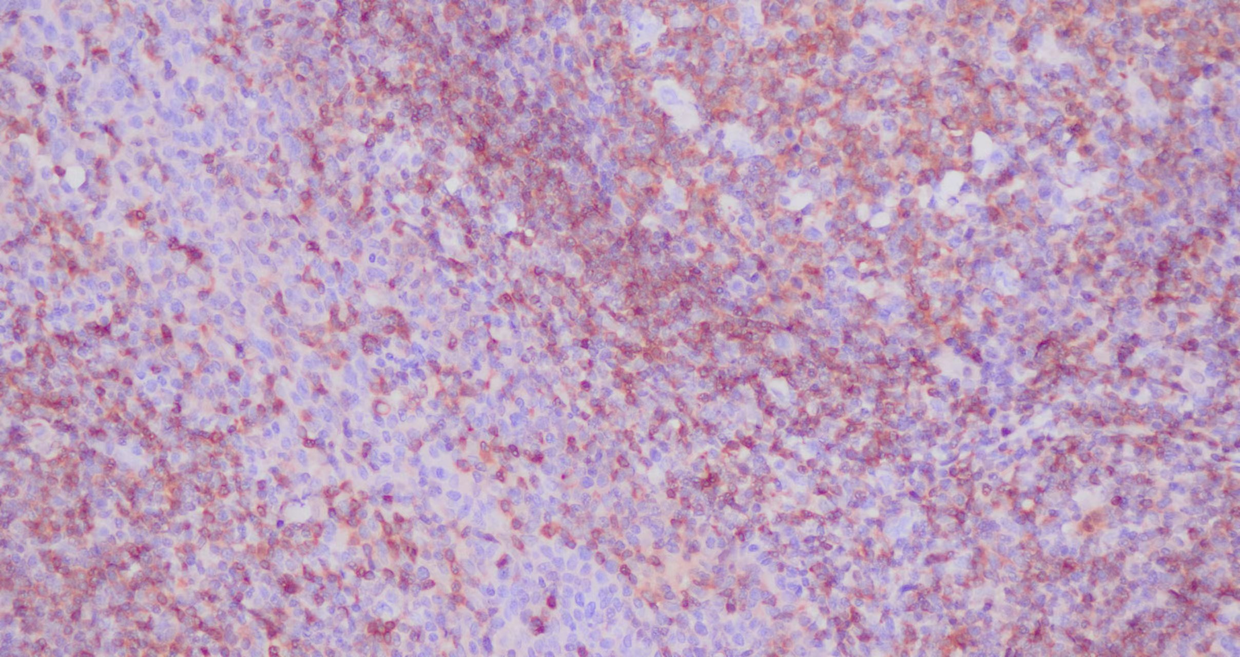 NFKB  ���������?.jpg